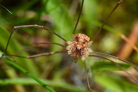 Harvestman - Phalangium opilio on the grass 2
