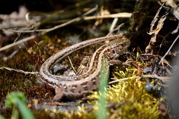 Zauneidechse (lacerta agilis)