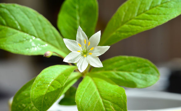 Siebenstern Blume
