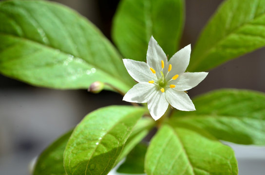 Siebenstern Blume