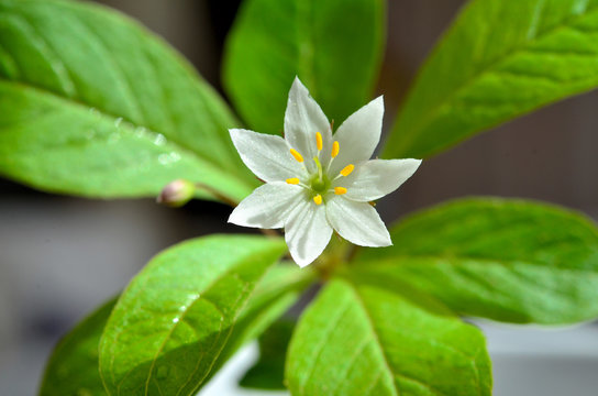 Siebenstern 이미지 – 찾아보기 44 스톡 사진, 벡터 및 비디오 | Adobe Stock