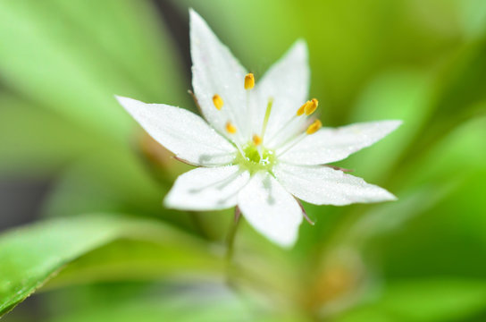 Siebenstern Blume