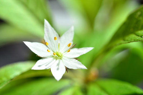 Siebenstern Blume
