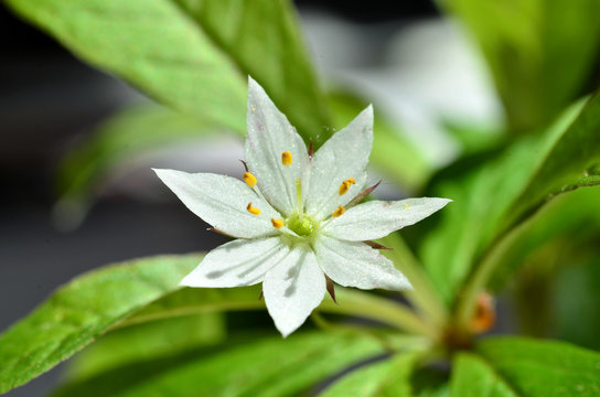 Siebenstern 이미지 – 찾아보기 44 스톡 사진, 벡터 및 비디오 | Adobe Stock