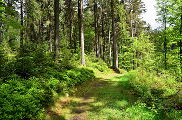 Wald  Bach Pflanzen