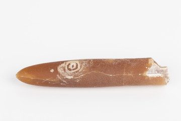 Belemnite.