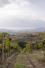 Fototapeta na wymiar Vineyard in Italy, Tuscany