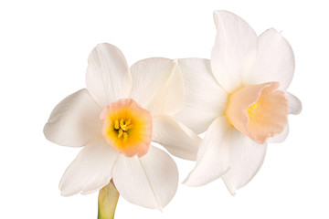 Two flowers of a pink and white jonquil