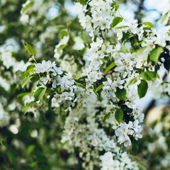 Apple flowers on the branches