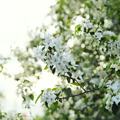 White Apple blossom