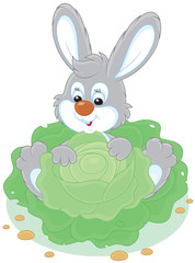 Bunny with a cabbage