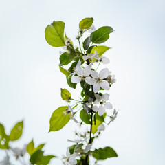 White flowers of apple