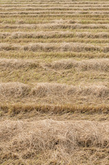 Fototapeta premium Line pattern of farm rice harvest