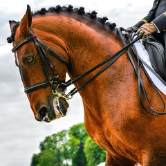 head of dressage horse and rider