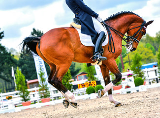 dressage horse and rider