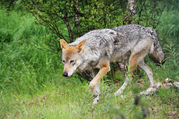 Gray Wolf in forest