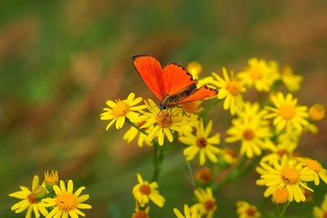 Scarce Copper (Lycaena virgaureae) butterfly on yellow flowers