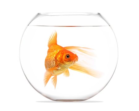 Goldfish floating in glass sphere and on a white background