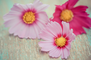 Pink cosmos flowers on a wood background