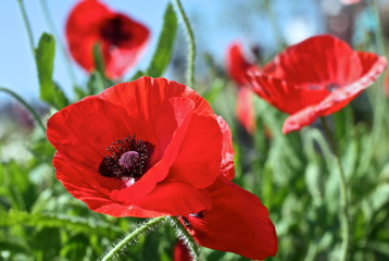 opium