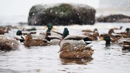 ducks on the lake in the snow