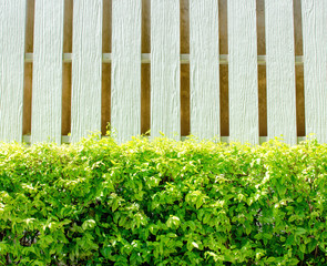 Hedge and white wooden wall