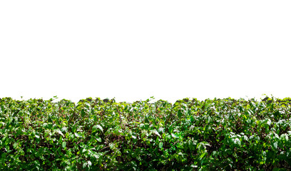 Fototapeta na wymiar grass hedge isolated on white background
