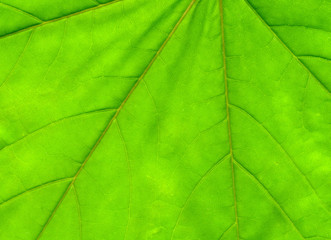 Naklejka na ściany i meble Green Maple Leaf