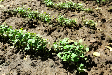 Young radish seedlings in spring