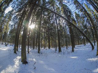 spruce forest in winter