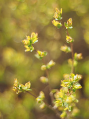 leaves of wild cherry in spring