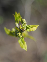 leaves of wild cherry in spring