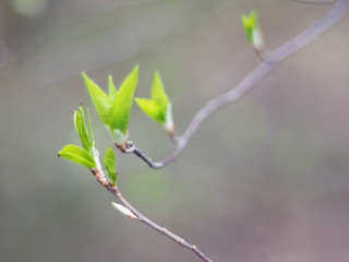 leaves of wild cherry in spring