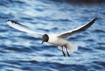 seagull in flight