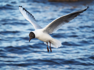 seagull in flight