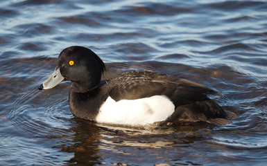 Tufted duck, Aythya fuligula