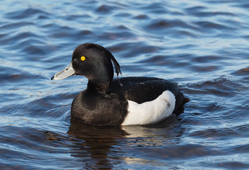 Tufted duck, Aythya fuligula
