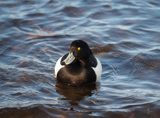 Tufted duck, Aythya fuligula