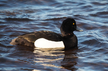 Tufted duck, Aythya fuligula