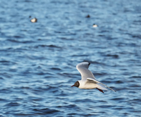 seagull in flight