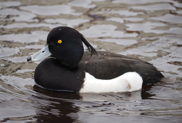Tufted duck, Aythya fuligula