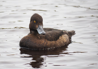 Tufted duck, Aythya fuligula