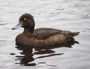 Tufted duck, Aythya fuligula