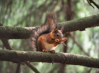 squirrel in the forest