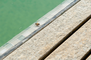 insetto sul bordo piscina