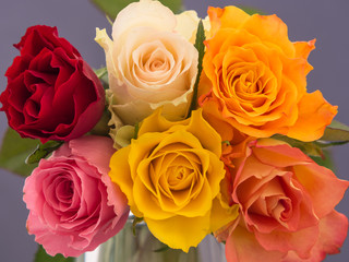 Bunch of multicolored roses