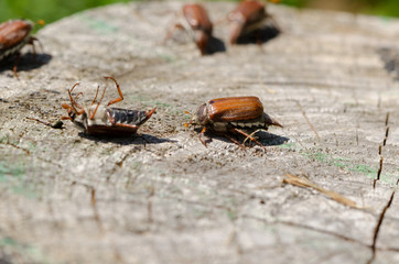 cracked stump edge crawling beetles spread wings