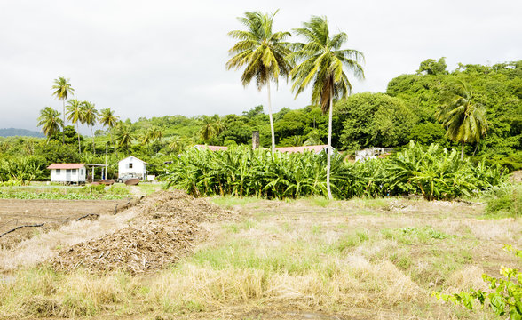 River Antoine Rum Distillery, Grenada