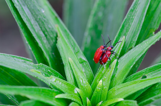 scarlet lily bettles mating on dewy plant leaves