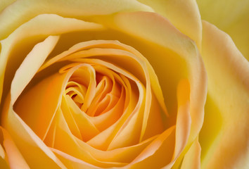 Obraz na płótnie Canvas Close up image of orange and yellow rose